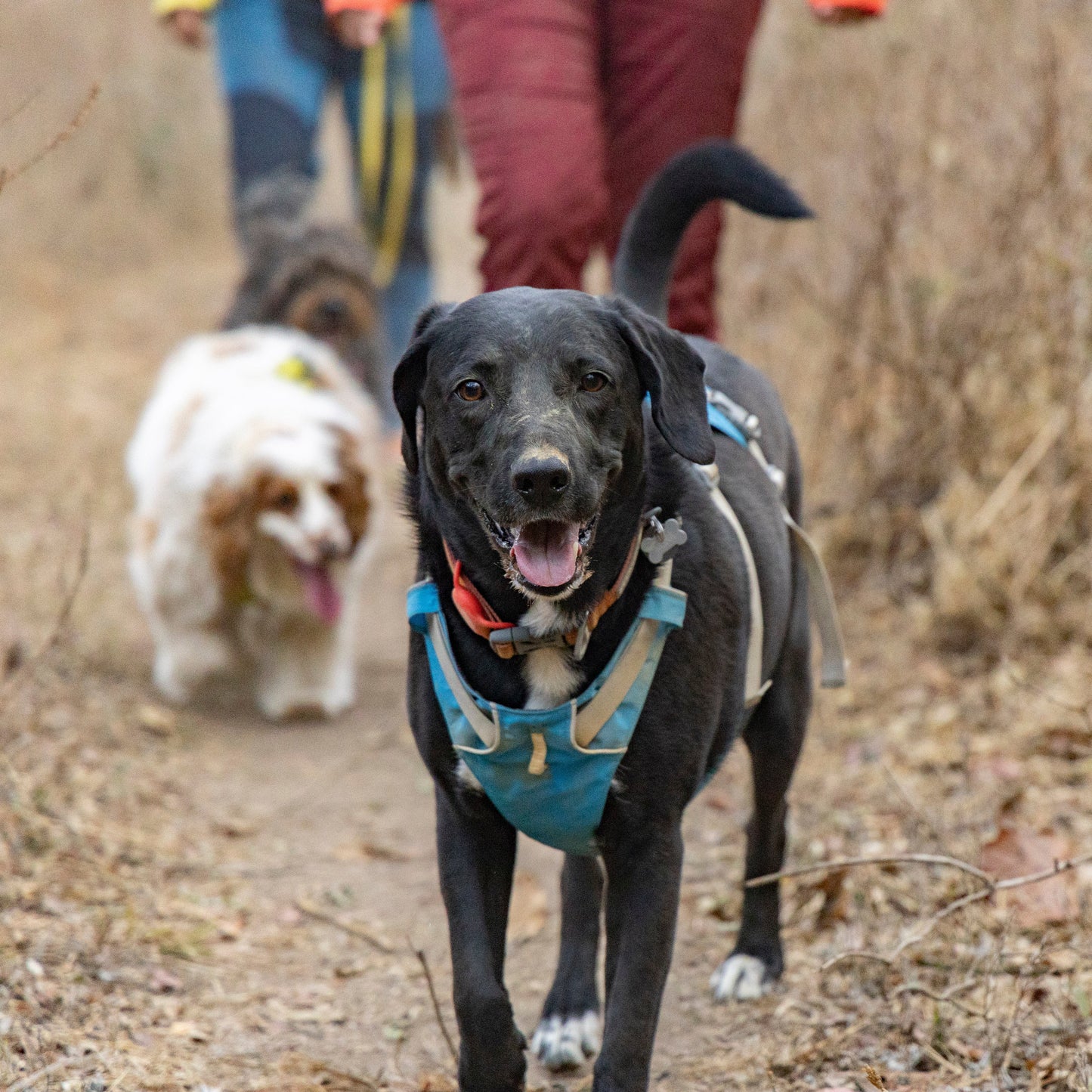 Ruffwear Flagline Harness®