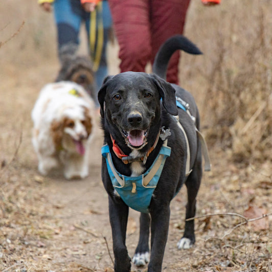 Ruffwear Flagline Harness®