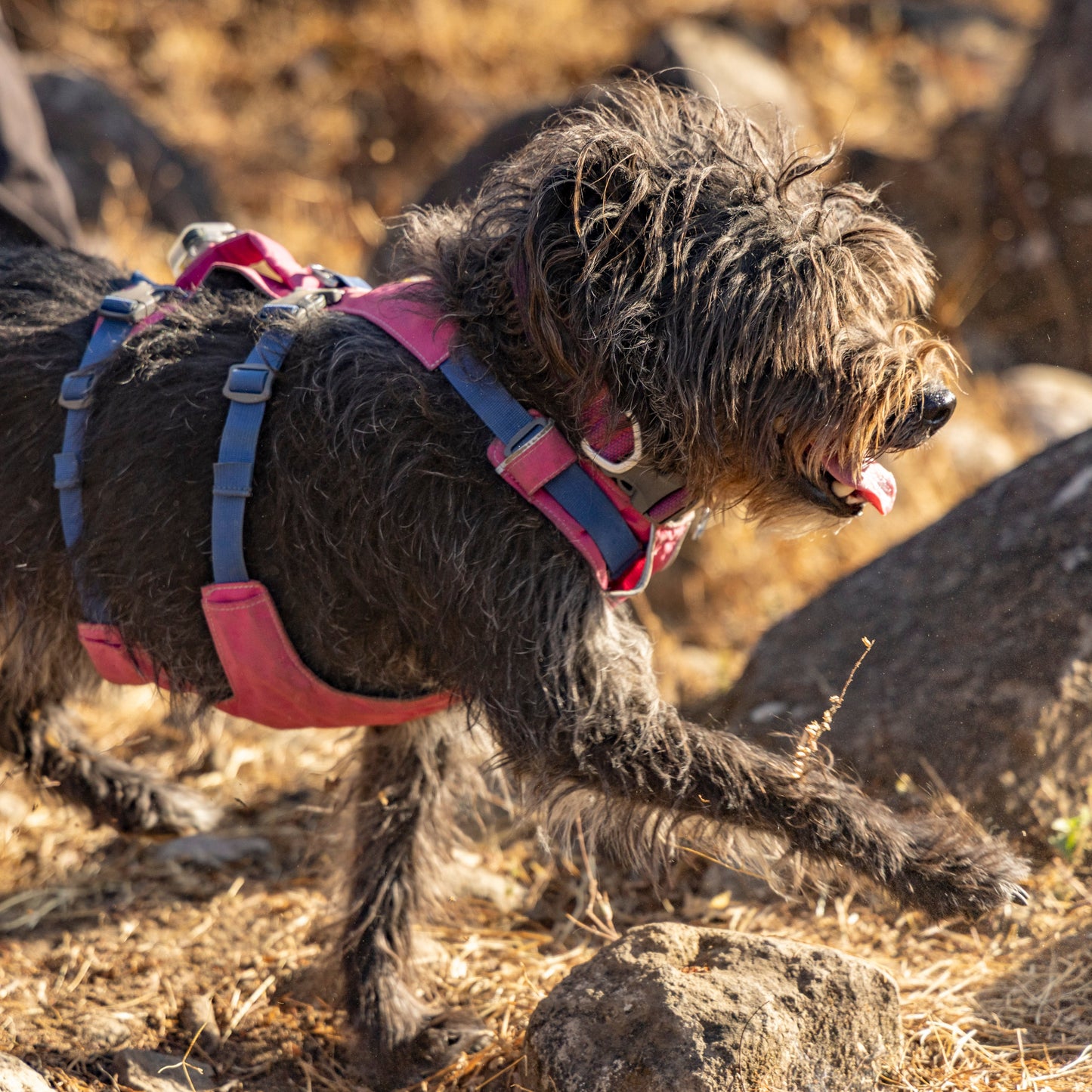 Ruffwear Flagline Harness®