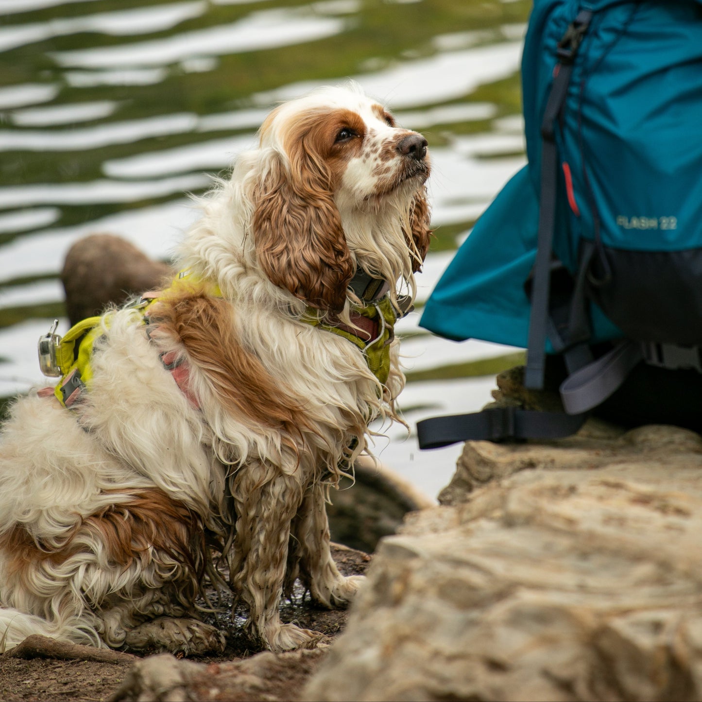 Ruffwear Flagline Harness®